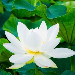 Meet your Posher, 𝚂𝚘𝚏𝚒𝚊